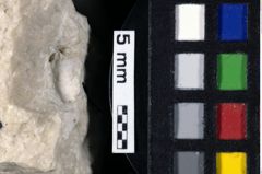 Foto (Detailansicht) von Cracensigillatus acutirostrus (Moericke, 1889) (NHMW-GEO-1990-0041-0203)